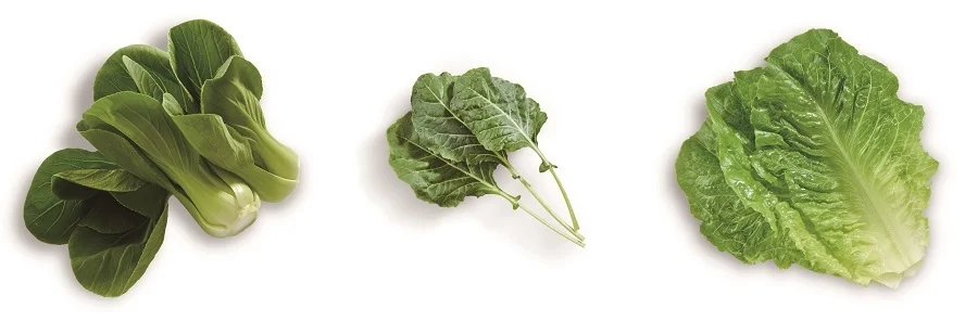 왼쪽부터 청경채, 케일, 로메인