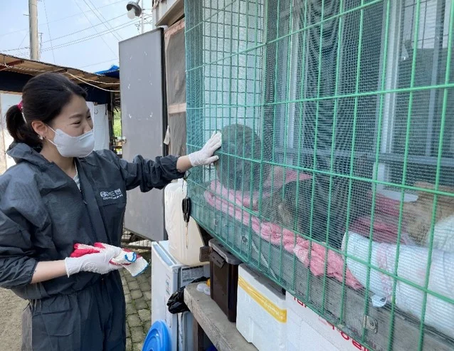 유기동물 돌봄 봉사 : 유기된 강아지, 고양이를 돌보는 활동