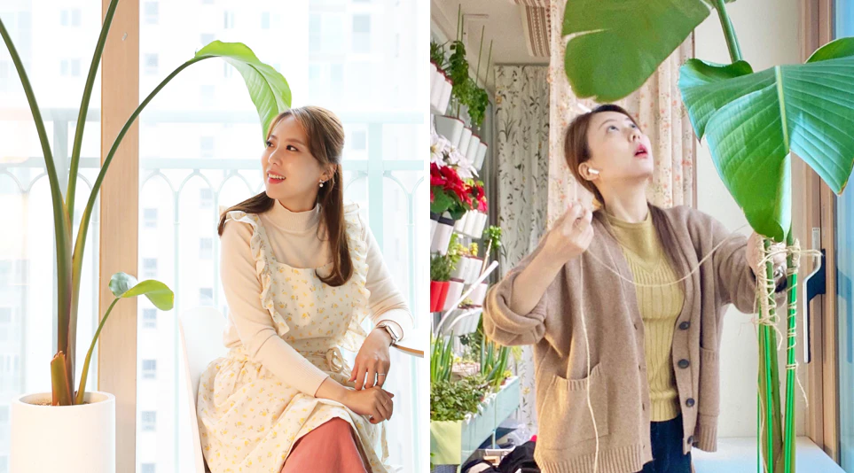 천장에 닿을 듯 높이 자란 여인초 천장에 닿을 듯 높이 자란 여인초