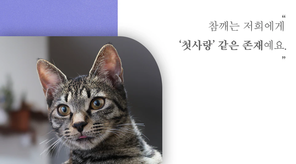 고양이와 함께하는 일상 속에서 LG전자 제품이 어떻게 사용되고 있는지 알아보기 위해 기고 받았습니다.